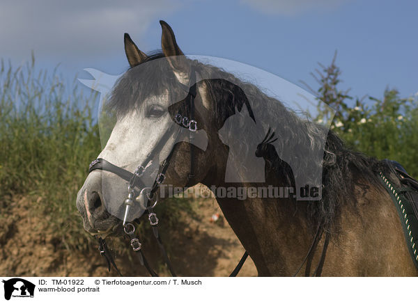 Cruzado Portrait / warm-blood portrait / TM-01922