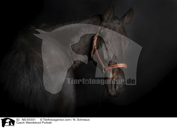 Czech Warmblood Portrait / NS-05301