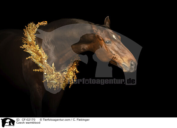 Tschechisches Warmblut / Czech warmblood / CF-02170