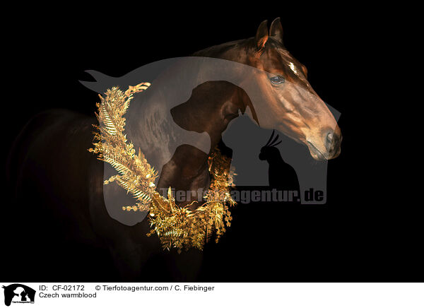Tschechisches Warmblut / Czech warmblood / CF-02172