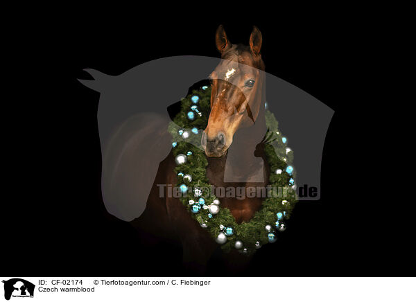 Tschechisches Warmblut / Czech warmblood / CF-02174