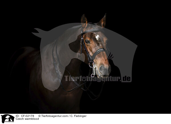 Tschechisches Warmblut / Czech warmblood / CF-02178