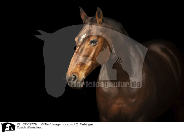 Tschechisches Warmblut / Czech Warmblood / CF-02779