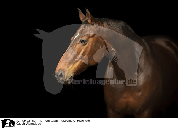 Tschechisches Warmblut / Czech Warmblood / CF-02780
