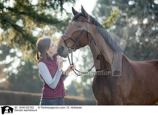 Dnisches Warmblut / Danish warmblood / EHO-02192
