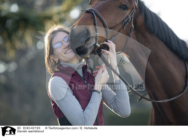 Danish warmblood / EHO-02193
