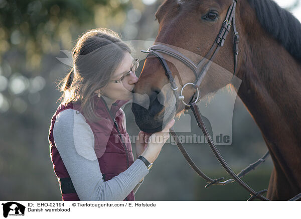 Dnisches Warmblut / Danish warmblood / EHO-02194