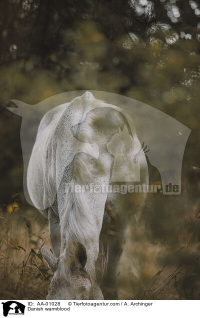 Dnisches Warmblut / Danish warmblood / AA-01028