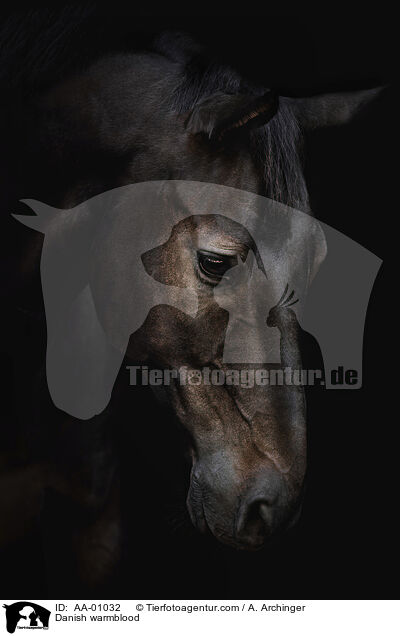 Danish warmblood / AA-01032