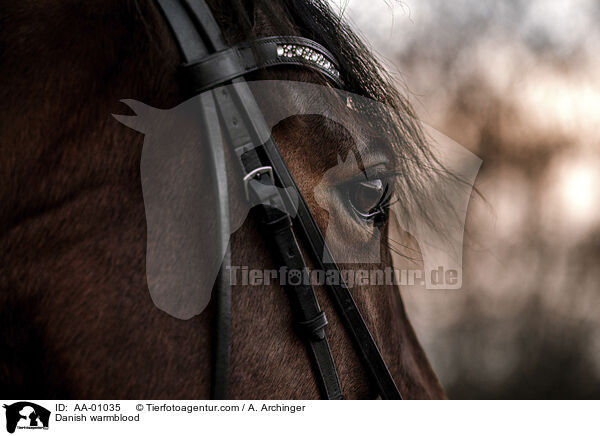 Danish warmblood / AA-01035
