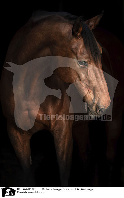 Dnisches Warmblut / Danish warmblood / AA-01036