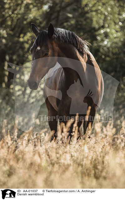 Danish warmblood / AA-01037