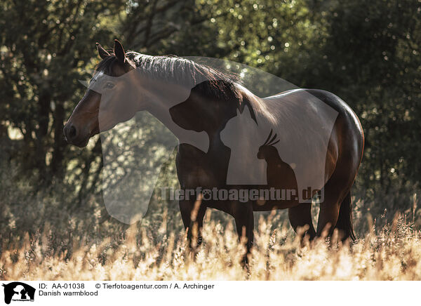 Dnisches Warmblut / Danish warmblood / AA-01038