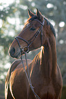 Danish warmblood