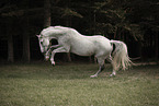 Danish warmblood