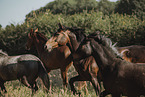 Danish warmblood