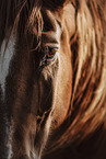 Danish warmblood