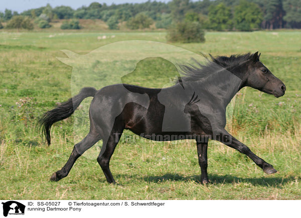 rennendes Dartmoor-Pony / running Dartmoor Pony / SS-05027