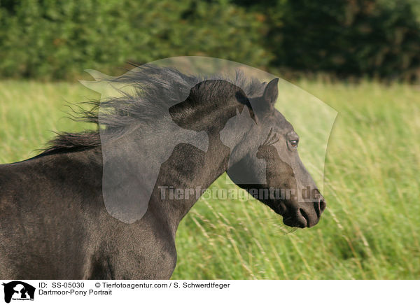 Dartmoor-Pony Portrait / Dartmoor-Pony Portrait / SS-05030