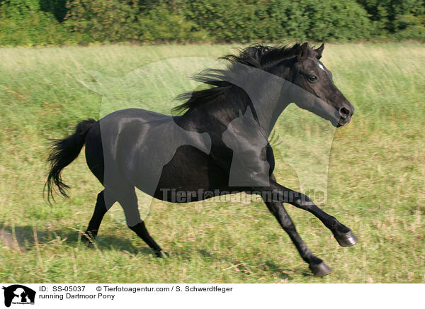 rennendes Dartmoor-Pony / running Dartmoor Pony / SS-05037
