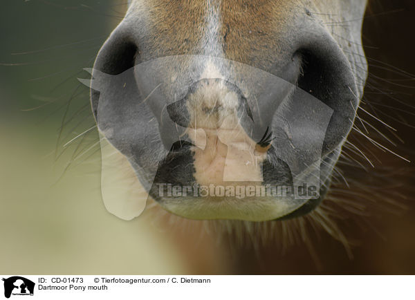 Dartmoor-Pony Maul / Dartmoor Pony mouth / CD-01473