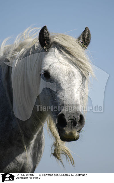 Dartmoor Hill Pony / Dartmoor Hill Pony / CD-01687