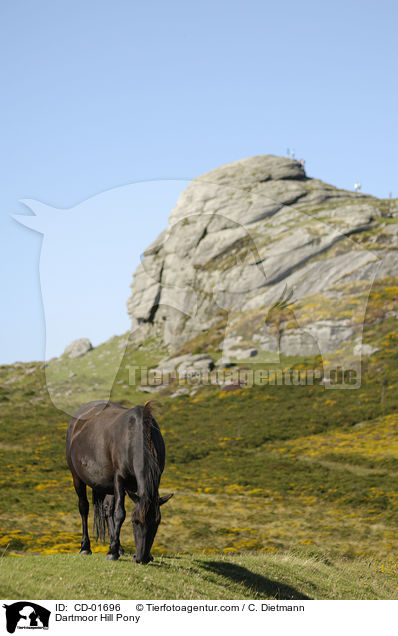 Dartmoor Hill Pony / Dartmoor Hill Pony / CD-01696