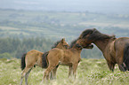 Dartmoor Ponies