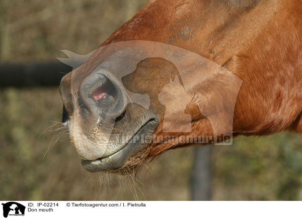 Don-Pferd Maul / Don mouth / IP-02214