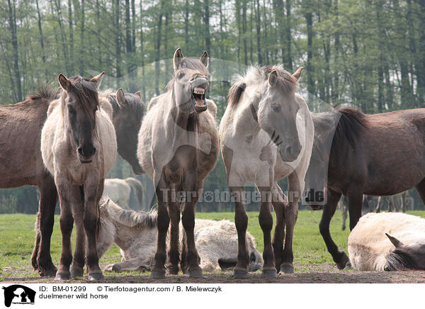 duelmener wild horse / BM-01299