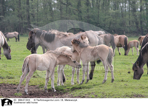 duelmener wild horse / BM-01303