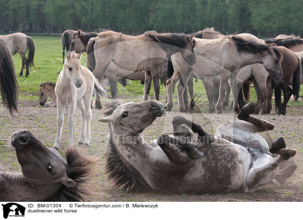 duelmener wild horse / BM-01304