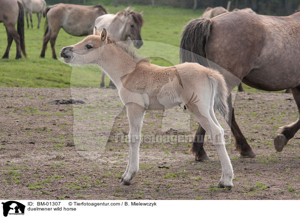 duelmener wild horse / BM-01307