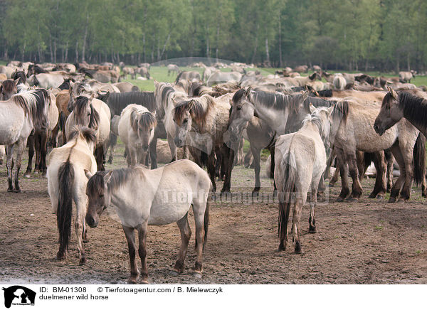 duelmener wild horse / BM-01308