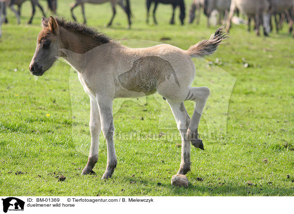 duelmener wild horse / BM-01369