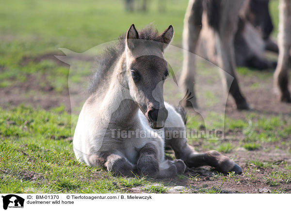 duelmener wild horse / BM-01370
