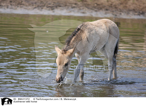duelmener wild horse / BM-01372