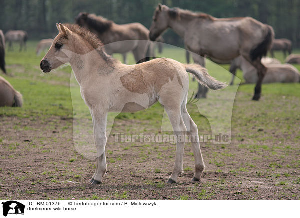 duelmener wild horse / BM-01376
