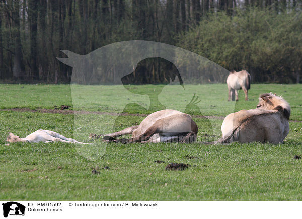Dlmen horses / BM-01592