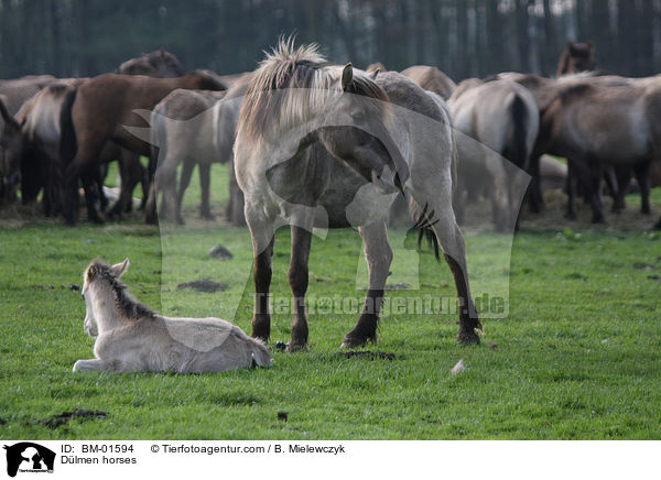 Dlmen horses / BM-01594