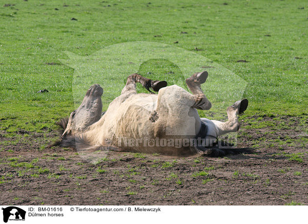 Dlmen horses / BM-01616