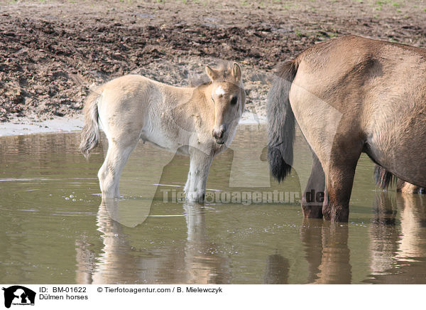Dlmen horses / BM-01622