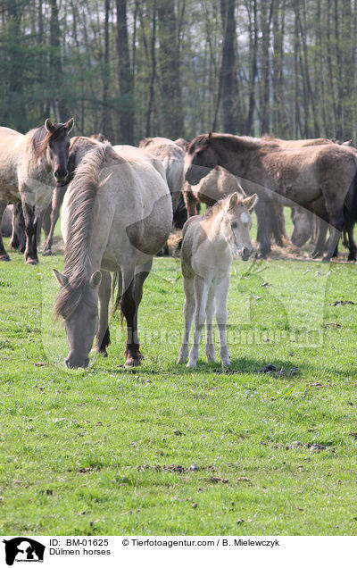 Dlmen horses / BM-01625