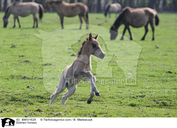 Dlmen horses / BM-01628