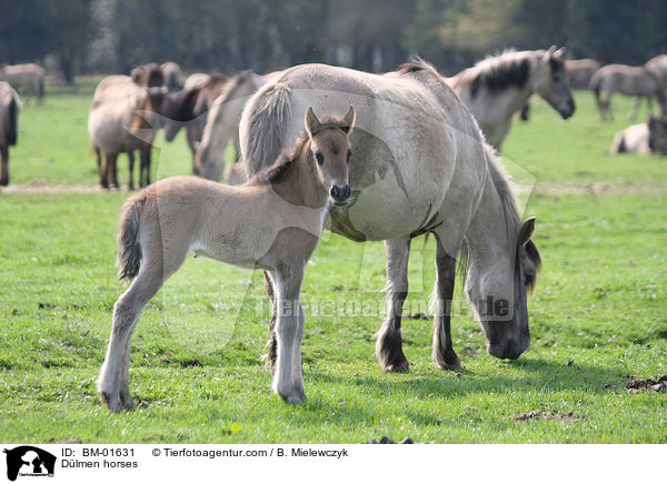Dlmen horses / BM-01631