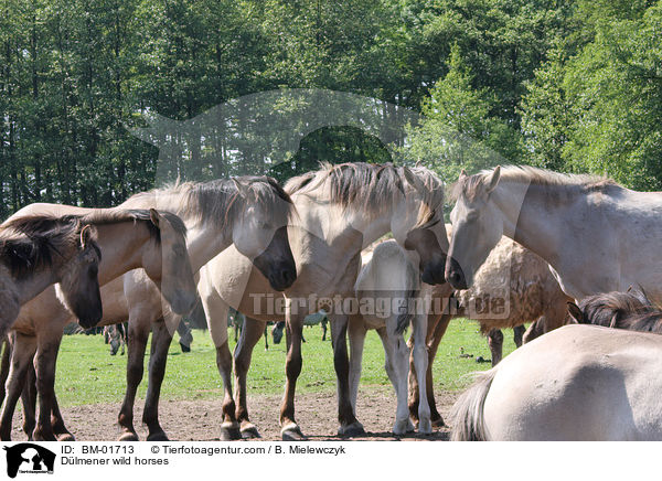 Dlmener wild horses / BM-01713
