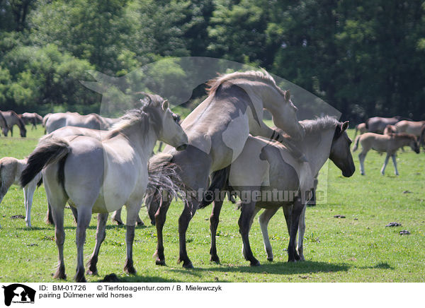 pairing Dlmener wild horses / BM-01726