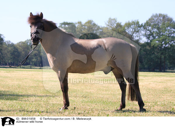 Dlmener Wildpferd / dlmener wild horse / BM-01858