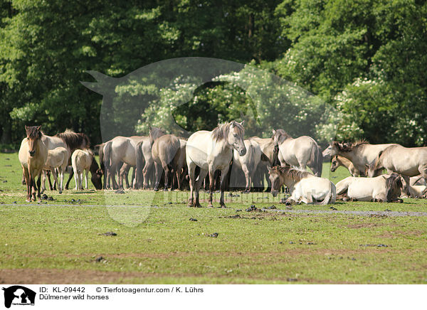 Dlmener wild horses / KL-09442