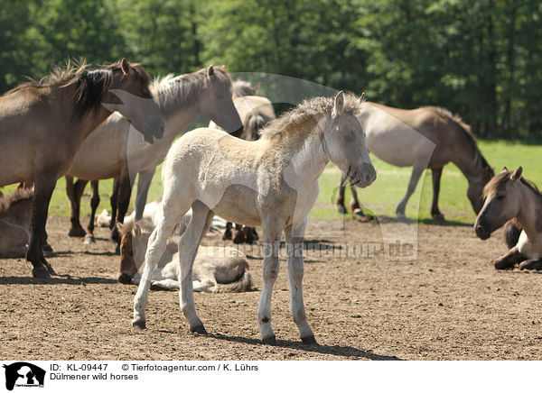 Dlmener wild horses / KL-09447